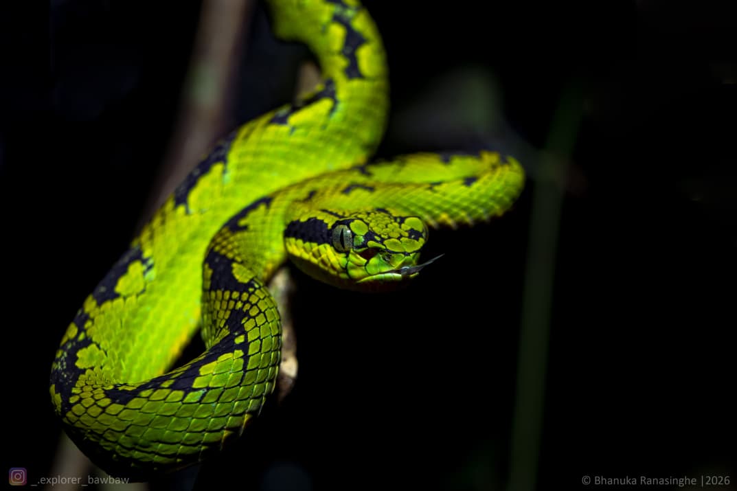 Congress Excursion to the Knuckles: The Herping Tour - Species 4